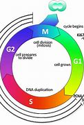 Image result for Cell Cycle Labeling