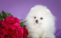 Image result for Cute Home Screen Wallpaper