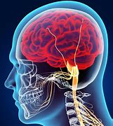 Image result for Neurological