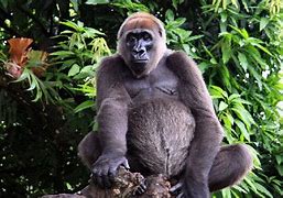 Image result for Ozzie world's oldest gorilla dies