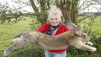 Image result for What Is the Biggest Rabbit in the World