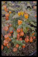 Image result for Physalis alkekengi var. franchetii