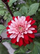 Image result for Dahlia Pacific Time