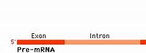Image result for RNA Exons and Introns