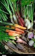 Image result for Carrot Varieties