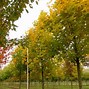 Image result for Acer platanoides