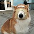 Image result for Funny Cute Pictures of Dogs