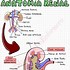 Image result for adfenal