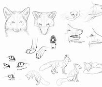 Image result for Fox Drawing Tutorial