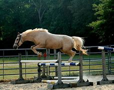 Image result for Horse Free Jumping