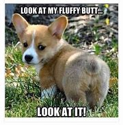 Image result for Adorable Animal Memes