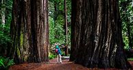 Image result for Redwood Trees and Wine Bottle