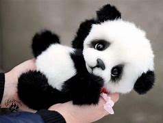 Image result for Cutest Baby Panda