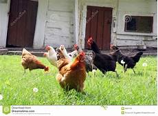 galline da cortile galline sul cortile paese immagine stock immagine di galline da cortile galline sul cortile paese immagine stock immagine di