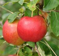 Image result for Dark Red Long Apple's