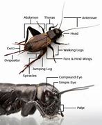 Image result for Anterior View of Cricket Head