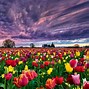 Image result for Field of Tulips Screensavers