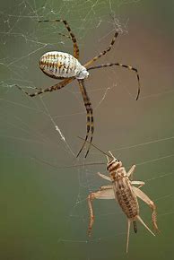 Image result for Poisonous Cricket