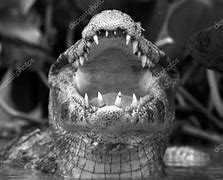 Image result for Caiman Mouth