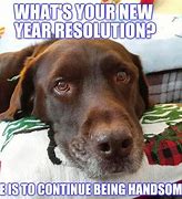 Image result for New Year Funny Dog Meme