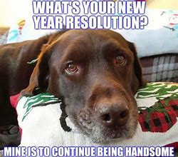 Image result for Happy New Year Dog Meme