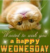 Image result for Happy Wednesday Cat Meme