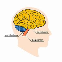 Image result for Illustrations of How the Brain Works