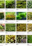 Image result for Types of Lawn Moss