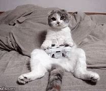 Image result for Xbox Cat Memes