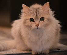 Image result for Best Cat Pics