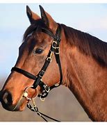 Image result for Horse Bridles and Bits