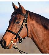 Image result for Horse Bridle with Bit