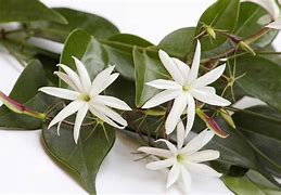 Image result for Indoor Jasmine Plant