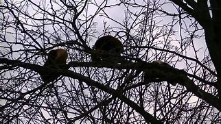 Image result for Red Panda Family Tree