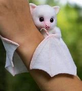 Image result for Cute White Bat Albino