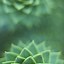 Image result for iPhone 8 Wallpaper Green