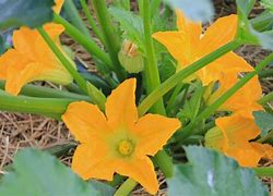 Image result for Flor De Calabaza