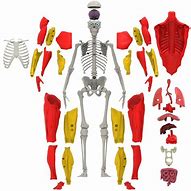 Image result for Interactive Human Body