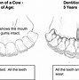 Image result for Cow Incisors