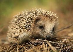 Image result for Erinaceidae Family