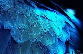 Image result for Crow Feather Computer Wallpaper