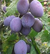 Image result for Prunus domestica Belle de Louvain