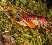 Image result for Giant African Cricket