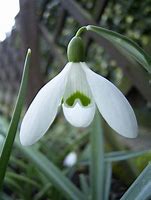 Image result for Galanthus S. Arnott