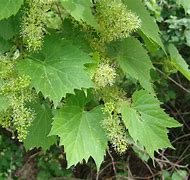 Image result for Grape Flowers
