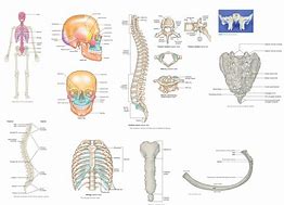 Image result for axial