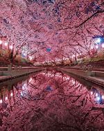 Image result for Cherry Blossom Forest Japan