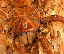 Image result for South American Goliath Spider