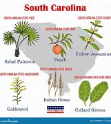 Image result for South Carolina State Symbols