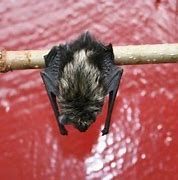 Image result for Vampire Bat Sleeping